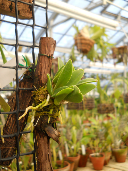 Фото орхидеи Laelia sincorana