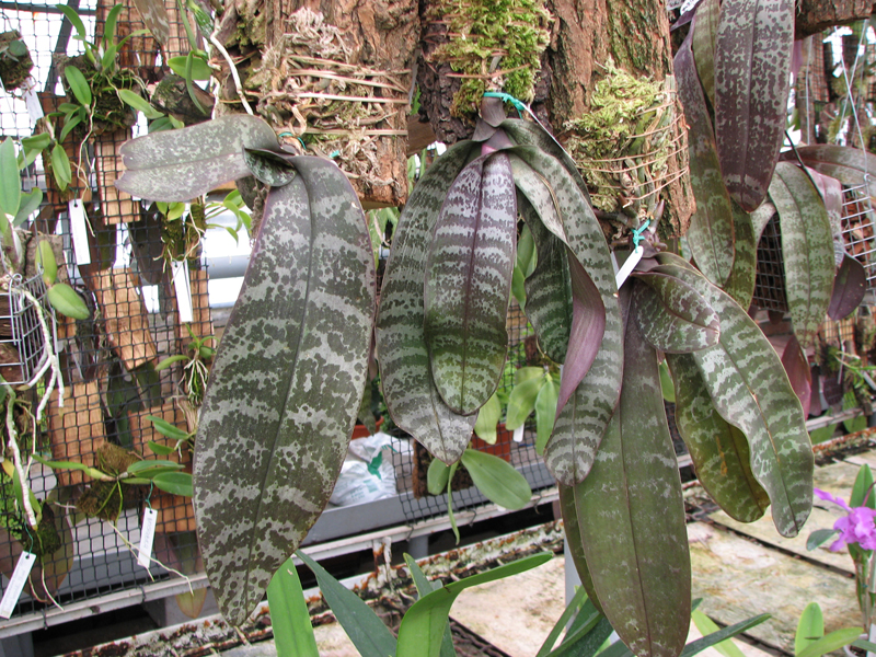 Фото орхидеи Phalaenopsis schilleriana