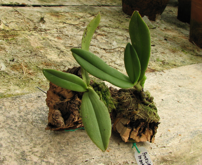 Фото орхидей Amesiella monticola и Amesiella philippinensis