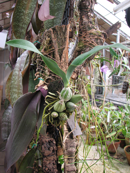 Фото орхидеи Euchile mariae