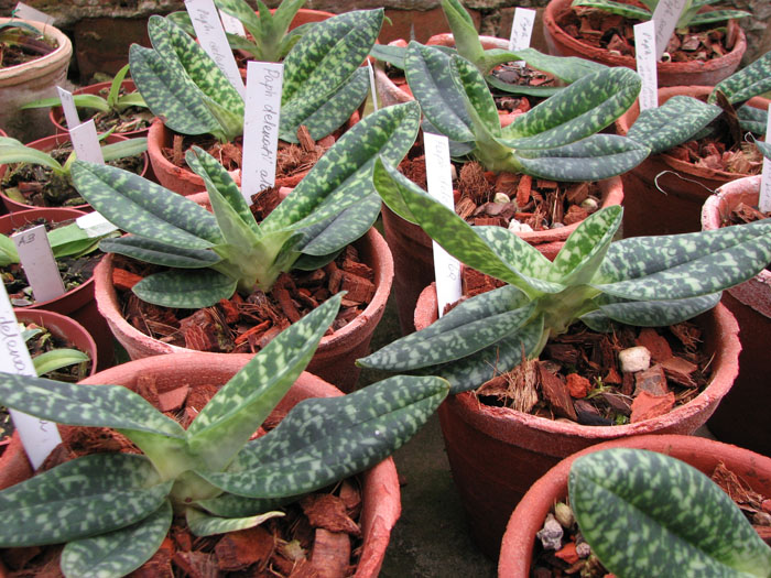 Фото орхидеи Paphiopedilum delenatii alba