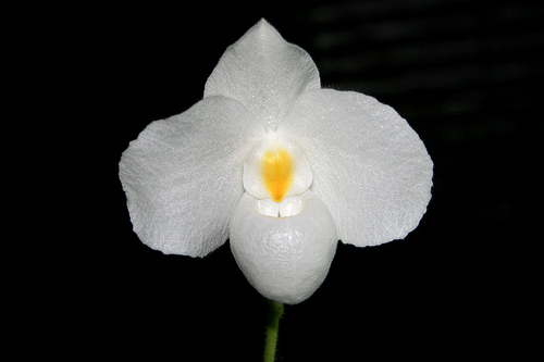 Как цветет орхидея Paphiopedilum delenatii alba