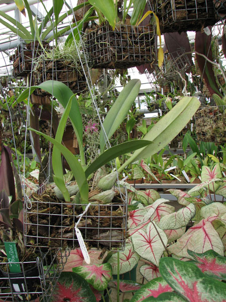 Фото орхидеи Bulbophyllum lewisense