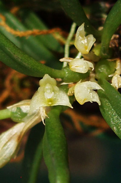Как цветет орхидея Bulbophyllum lewisense