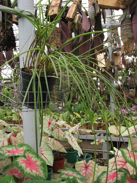 Фото орхидеи Octomeria gracilis