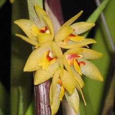 Octomeria gracilis цветение орхидеи