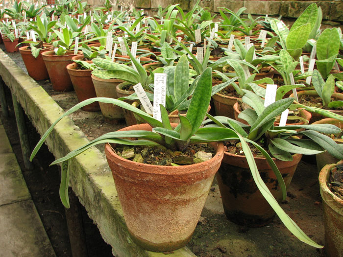 Фото орхидеи Paphiopedilum bellatulum 'Good Dorsal' x Paphiopedilum villosum 'Naeshan'