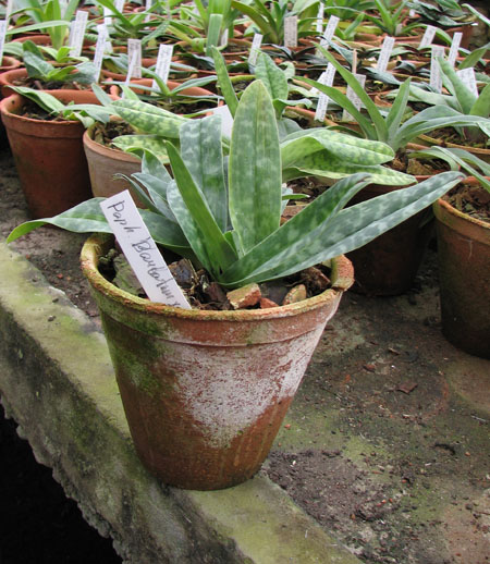 Фото орхидеи Paphiopedilum barbatum x primulinum