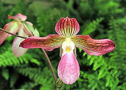 Paphiopedilum Grassauer Alice (micranthum x philippinense) цветение орхидеи