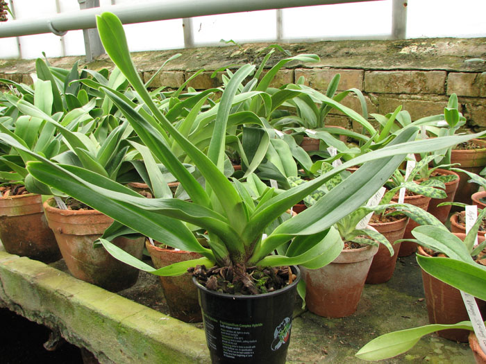 Фото орхидеи Paphiopedilum Lippewunder hybrid