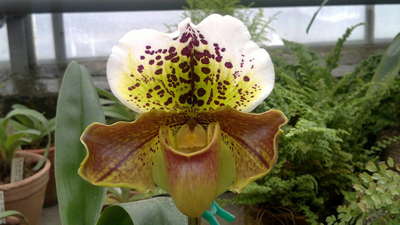 Paphiopedilum Casablanca x Mingo фото орхидеи