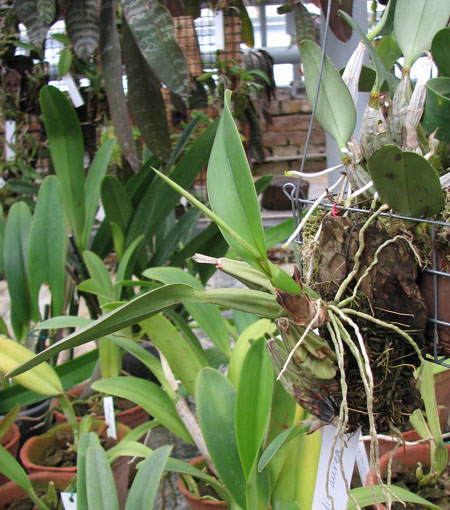 Фото орхидеи Laelia aurea