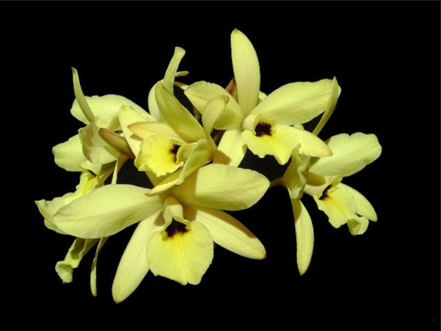 Laelia aurea фото орхидеи