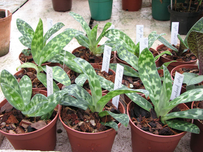 Фото орхидеи Paphiopedilum purpuratum