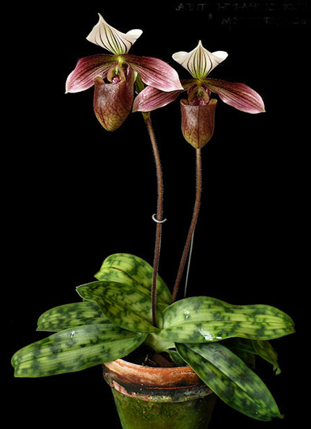 Paphiopedilum purpuratum фото орхидеи