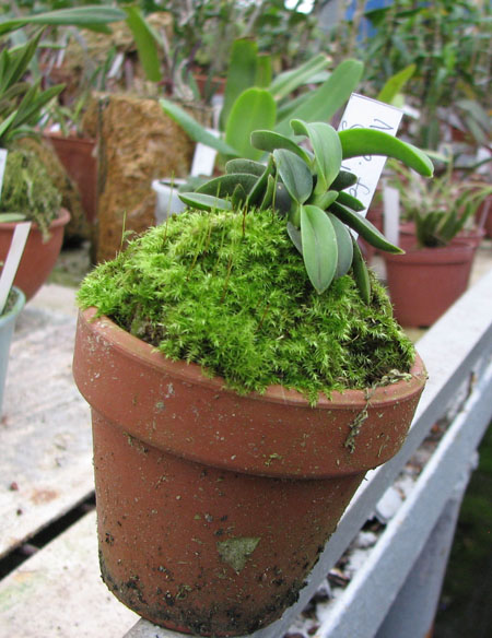 Фото орхидеи Neofinetia falcata Suikaden