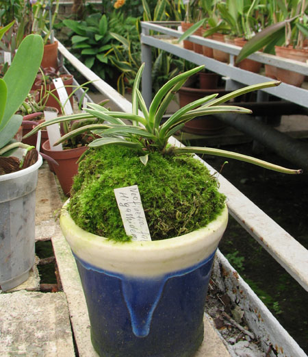 Фото орхидеи Neofinetia falcata Higashidemiyako