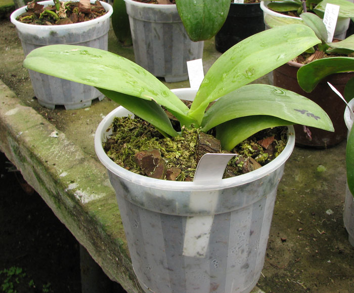 Фото орхидеи Phalaenopsis Dou-dii Rose