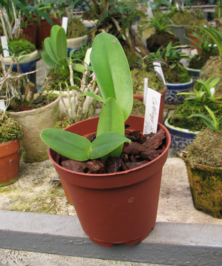 Фото орхидеи Cattleya Sea Breeze 'Fellraths Pride'