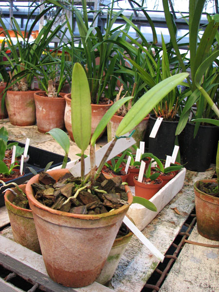 Фото орхидеи Cattleya warneri alba 'Colossus' х Laelia kautsky