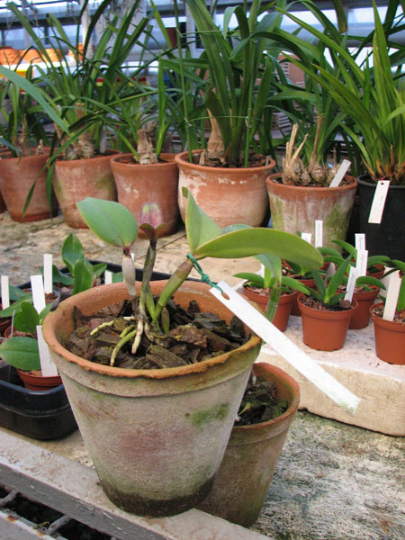 Фото орхидеи Cattleya violacea tipo 'Profusa' x Cattleya violacea tipo 'Redondinha'