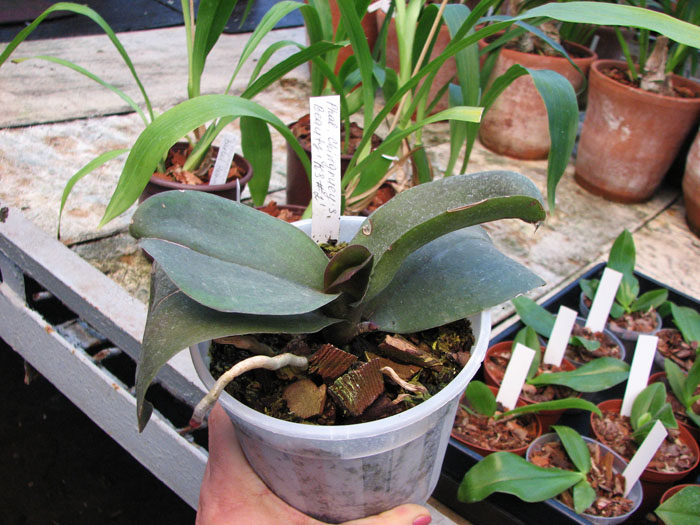 Фото орхидеи Phalaenopsis Chingruey's Beauty 'KS#2'