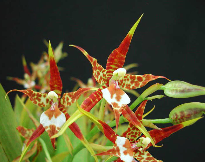 Rhynchostele cordatum цветение орхидеи