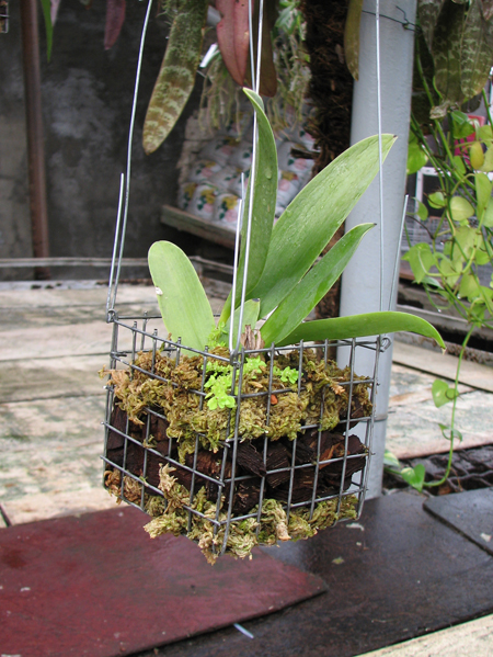 Фото орхидеи Inobulbum munificum