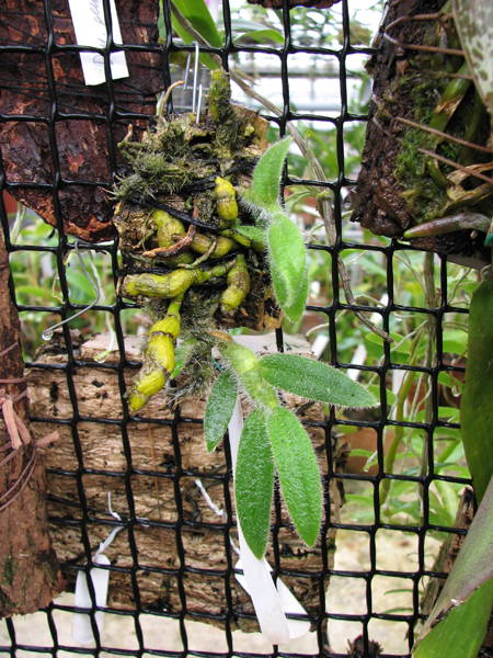 Фото орхидеи Dendrobium senile