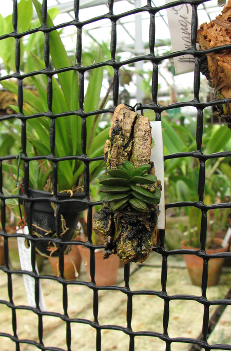 Фото орхидеи Schoenorchis fragrans