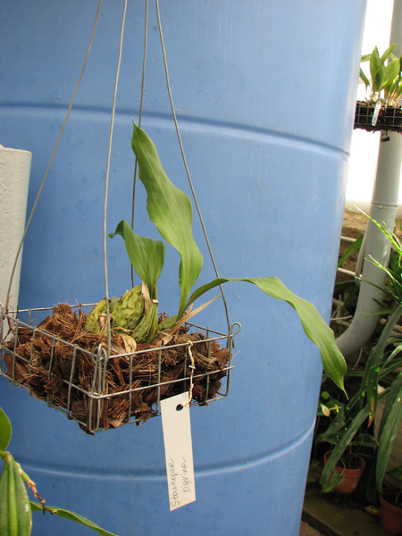 Фото орхидеи Stanhopea tigrina