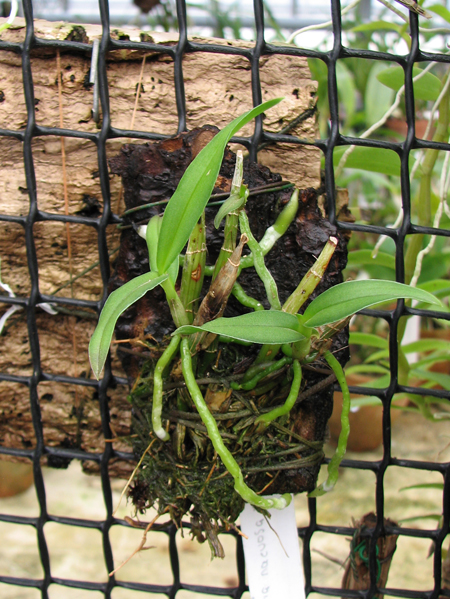 Фото орхидеи Barkeria naevosa x Barkeria halbingerii