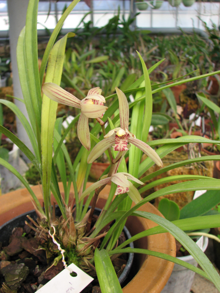 Фото орхидеи Cymbidium ensifolium 'Four Season'