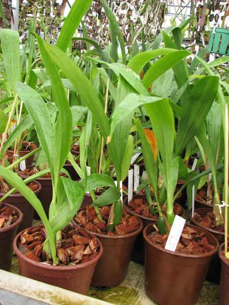 Фото орхидеи Zygopetalum 'Rhein Blue Angel'