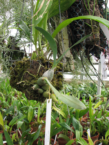 Фото орхидеи Euchile mariae