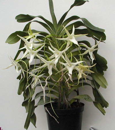 Angraecum Veitchii (eburneum x sesquipedale) цветок орхидеи