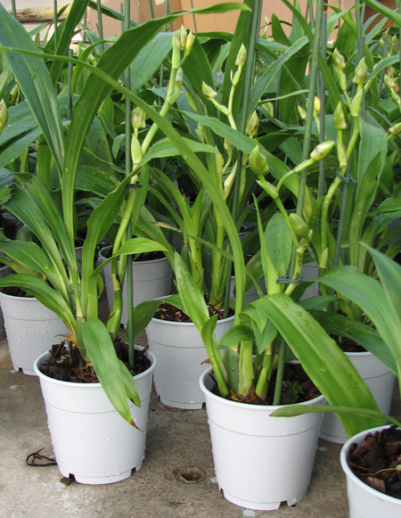 Zygopetalum hybrid 'Green' орхидея с бутонами