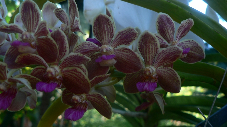 Rhynchovanda Chang Thai.JPG