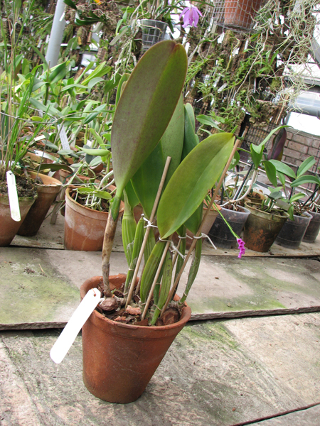 Фото орхидеи Brassolaeliocattleya Tubtim Siam 'Kultana'