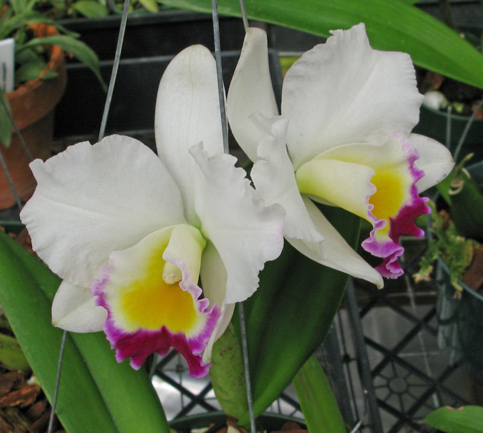 Фото орхидеи Brassolaeliocattleya Hsinying Catherine 'Hakucho'