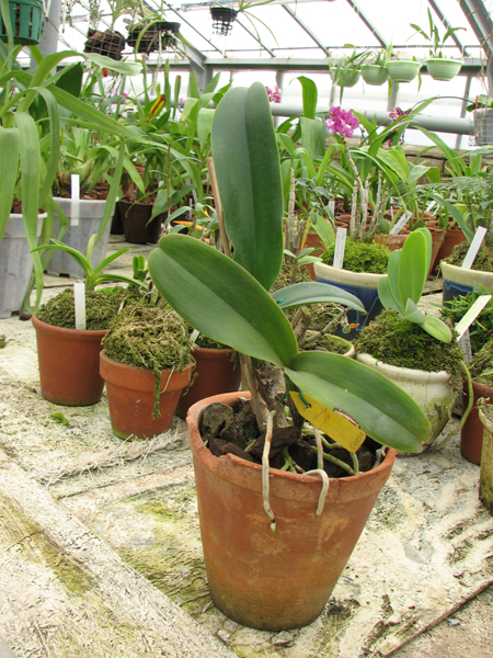 Фото орхидеи Brassolaeliocattleya Haadyai Delight 'Bangprom Gold'