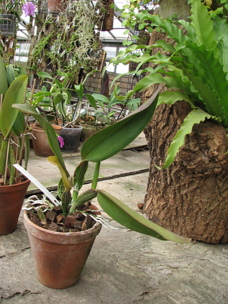 Фото орхидеи Brassolaeliocattleya Wang Torn x Cattleya Tiffin Bell