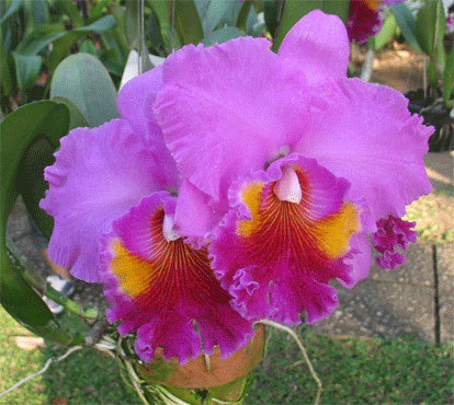 Brassolaeliocattleya-Wang-Torn-x-Cattleya-Tiffin-Bell.jpg