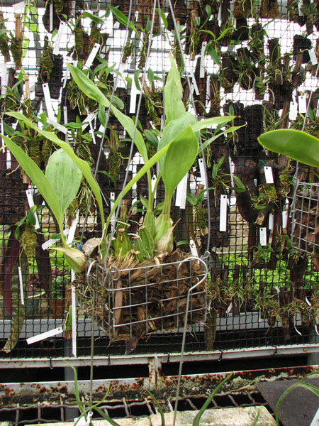 Фото орхидеи Gongora galeata