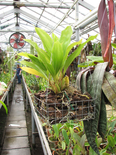 Орхидея Gongora aromatica с цветоносом