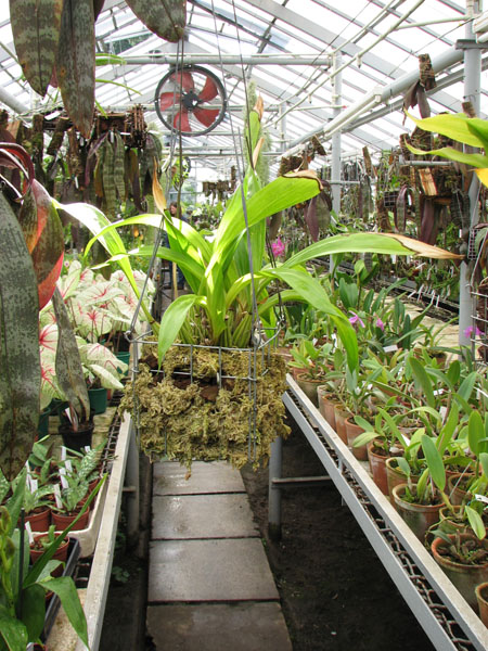 Фото орхидеи Coryanthes macrantha