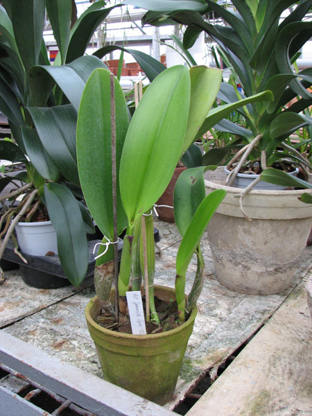 Фото орхидеи Potinara Spanish Eyes 'Tian Mu'