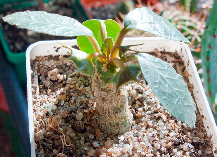 dorstenia.jpg