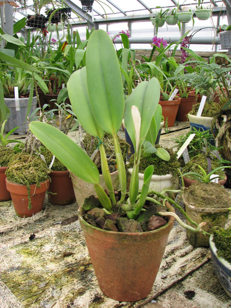 Фото орхидеи Cattleya gaskelliana caerulea (11-1) x Cattleya warneri caerulea 'Renata Dihel'
