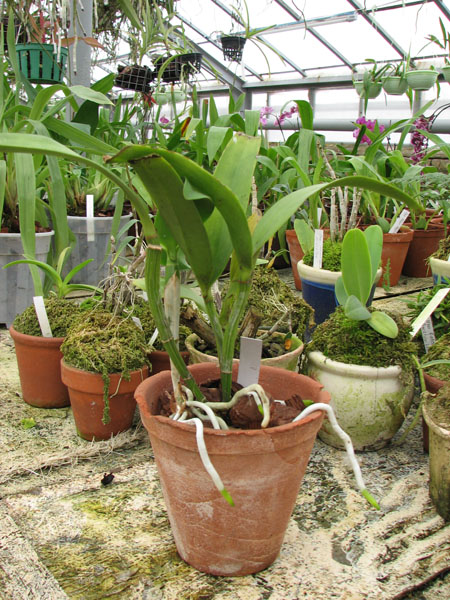 Фото орхидеи Epicattleya Siam Jade 'Avo'